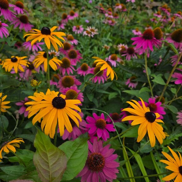 Meet your Posher, Taylor - Picture 1 of 1